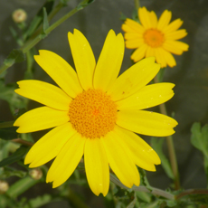 Wildflower Corn Marigold